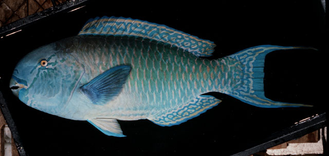 Chlorurus strongylocephalus