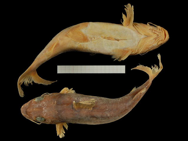 Chrysichthys teugelsi