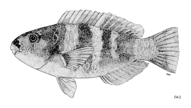 Chlorurus troschelii