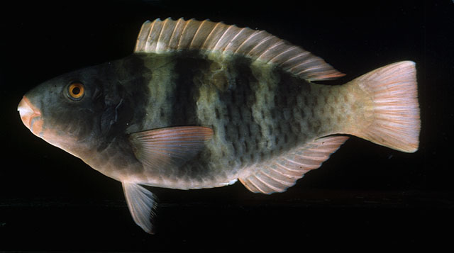 Chlorurus troschelii