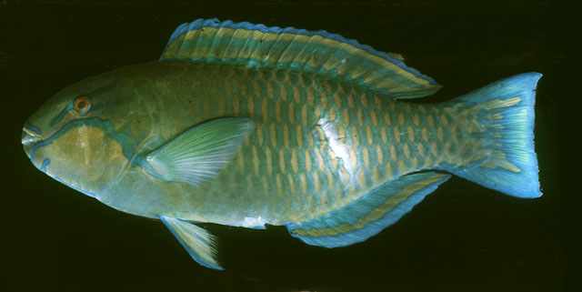 Chlorurus troschelii