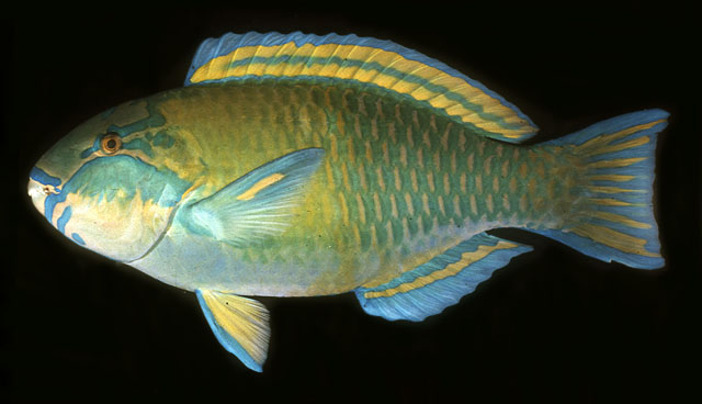 Chlorurus troschelii