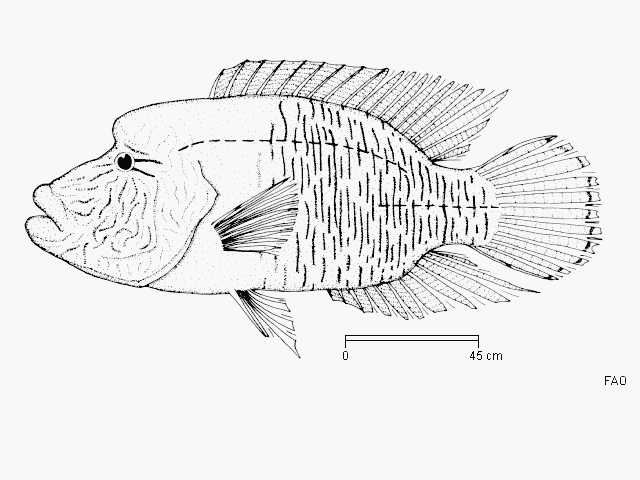 Cheilinus undulatus