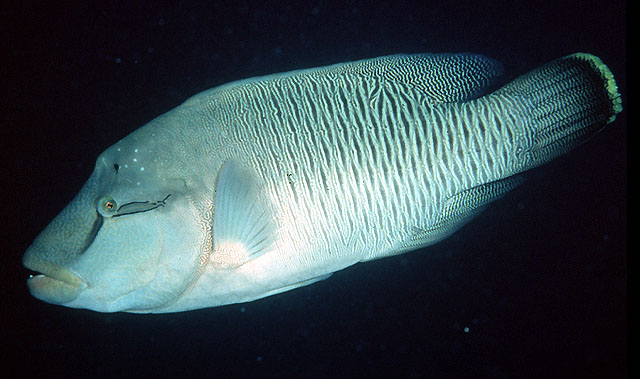 Cheilinus undulatus