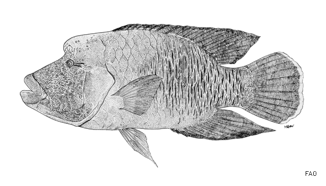 Cheilinus undulatus