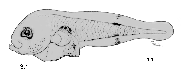 Citharichthys gilberti