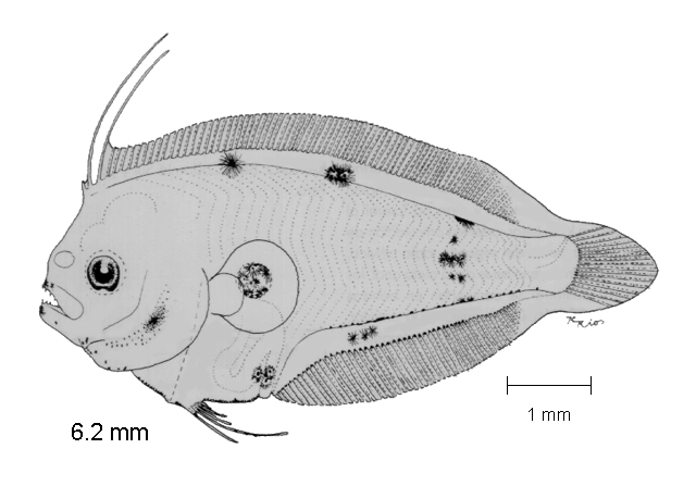 Citharichthys gilberti