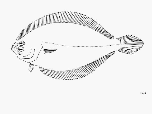 Citharichthys gilberti