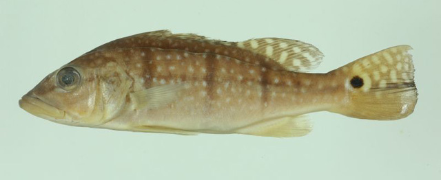 Cichla melaniae