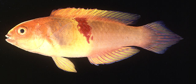 Cirrhilabrus sanguineus