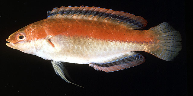 Cirrhilabrus temminckii