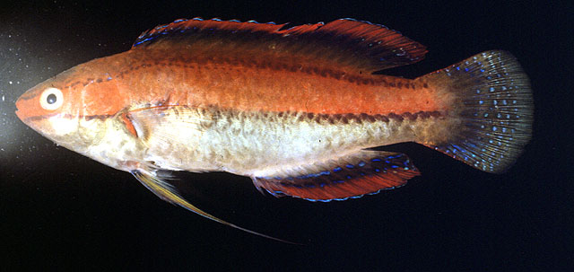 Cirrhilabrus temminckii