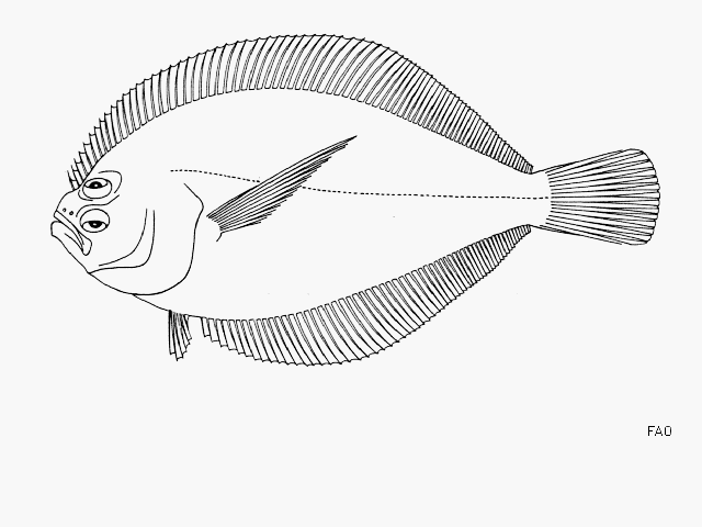 Citharichthys xanthostigma