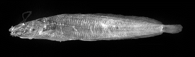 Clarias alluaudi