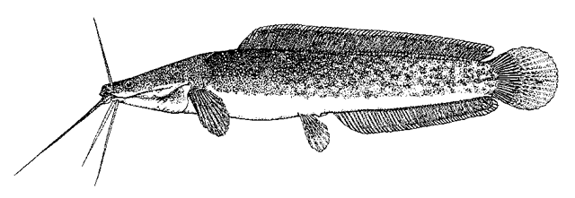 Clarias anguillaris