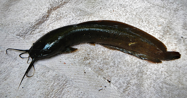 Clarias brachysoma