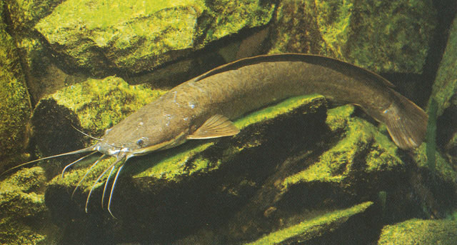 Clarias gariepinus