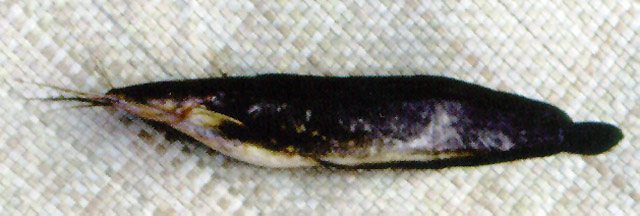 Clarias macrocephalus