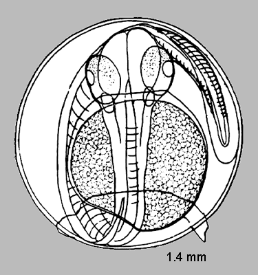 Clupea pallasii pallasii