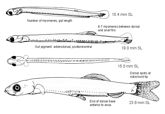 Clupea pallasii pallasii