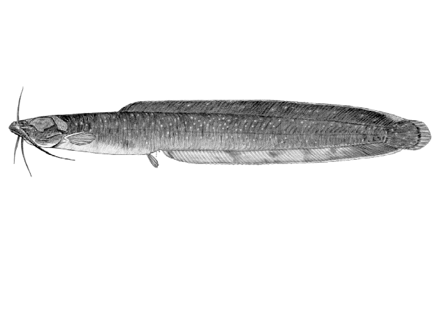 Clariallabes variabilis