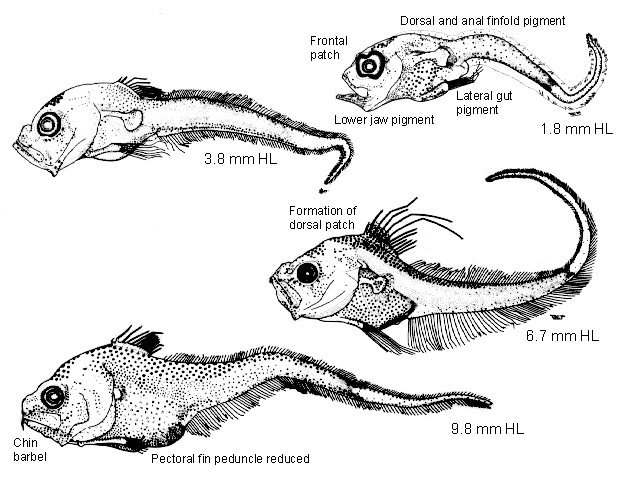 Coryphaenoides acrolepis