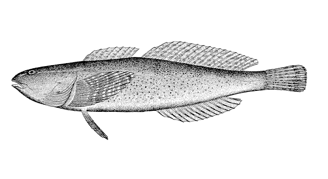 Cottus aleuticus