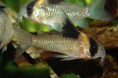 Corydoras burgessi