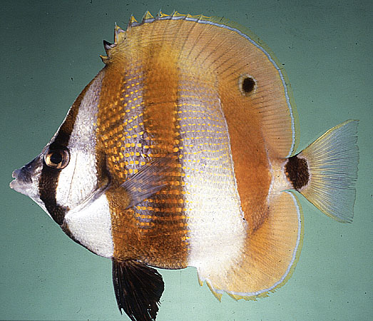 Coradion chrysozonus