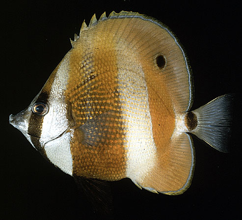 Coradion chrysozonus
