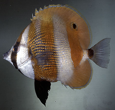 Coradion chrysozonus