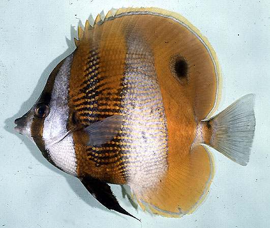 Coradion chrysozonus