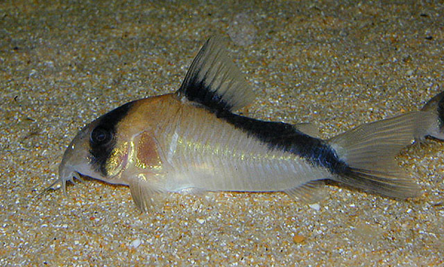 Corydoras davidsandsi