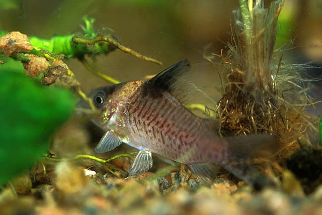 Corydoras delphax