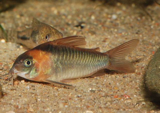 Corydoras eques