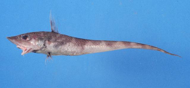 Coelorinchus fuscigulus