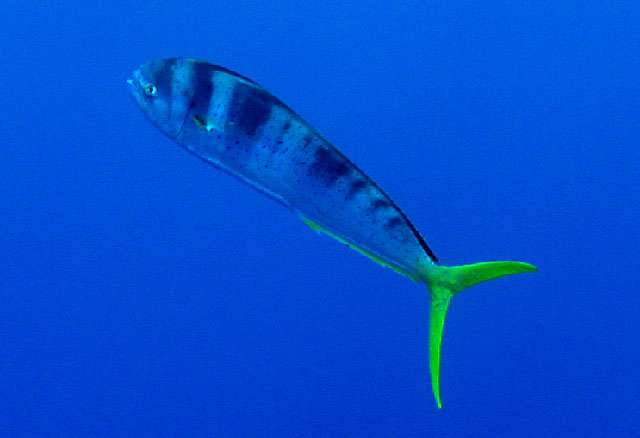 Coryphaena hippurus