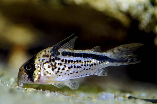 Corydoras loxozonus