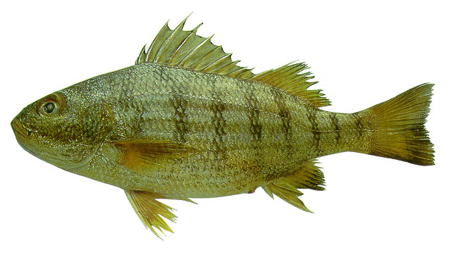 Conodon nobilis