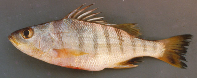 Conodon nobilis