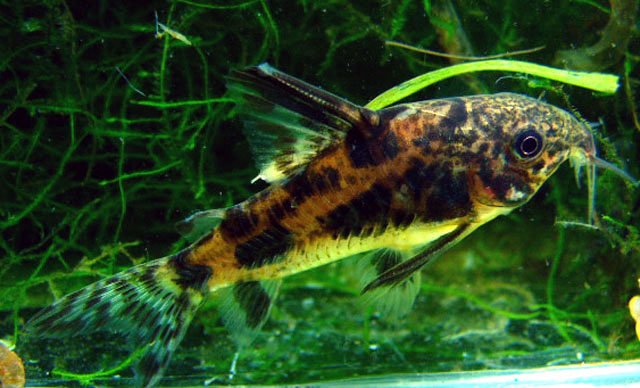 Corydoras paleatus