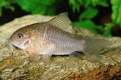 Corydoras polystictus