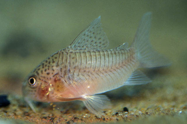 Corydoras polystictus