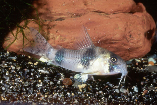 Corydoras reynoldsi