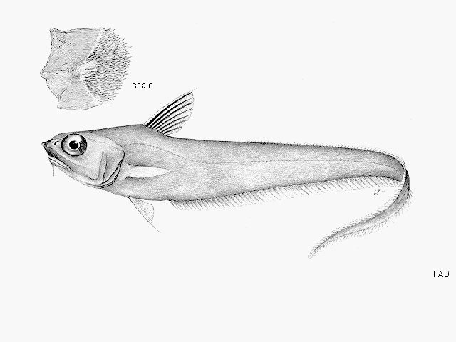 Coryphaenoides serrulatus