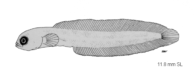 Congrogadus subducens