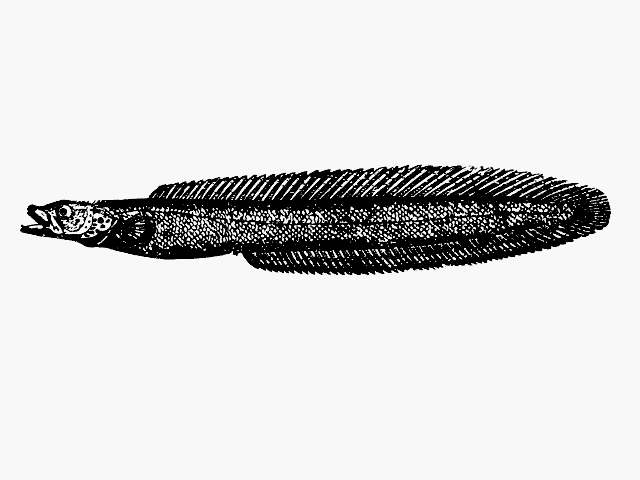 Congrogadus subducens