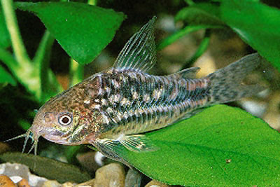 Corydoras undulatus