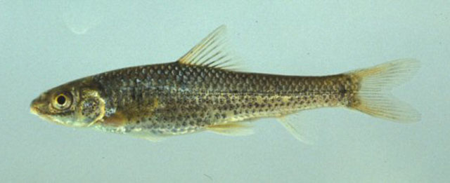 Crossocheilus diplochilus