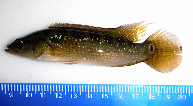 Crenicichla menezesi